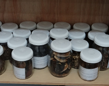 Coleção dos frutos - Carpoteca